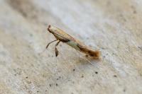 Caloptilia honoratella