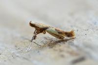 Caloptilia honoratella