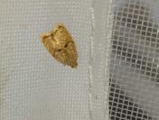 Acleris forsskaleana