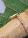 Argyresthia goedartella
