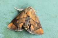 Apoda limacodes