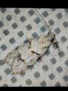 Symmoca signatella