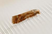 Rhyacionia buoliana