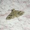 Alucita hexadactyla