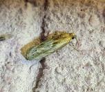 Eucosma gr. cana