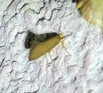 Crassa unitella