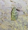 Symmoca signatella