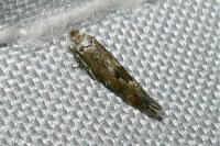 Bucculatrix
