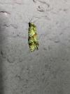 Aethes hartmanniana/piercei