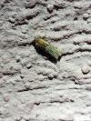 Eucosma gr. cana