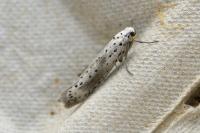 Yponomeuta irrorella