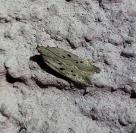 Athrips mouffetella