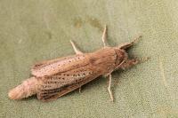 Phragmataecia castaneae