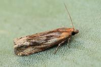 Eucosma cana