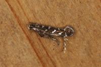Parectopa ononidis