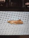 Crassa unitella