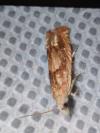 Eucosma conterminana