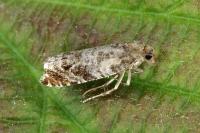 Ancylis achatana