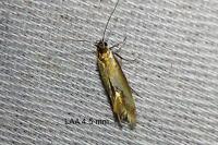Batia lunaris