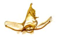 Cnephasia asseclana