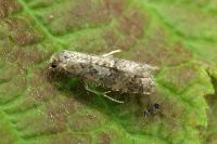 Cnephasia asseclana