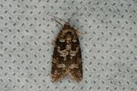 Cnephasia