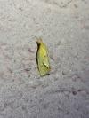 Agapeta hamana