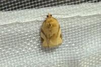 Paramesia gnomana