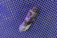 Hedya nubiferana