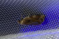 Archips xylosteana