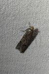 Agnoea josephinae/flavifrontella