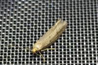 Agnoea josephinae/flavifrontella