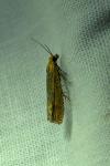 Lathronympha strigana