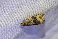 Orthotaenia undulana
