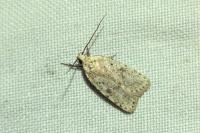 Agonopterix