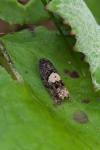 Epiblema sticticana