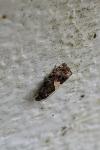 Epiblema sticticana