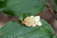 Paramesia gnomana