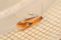 Batia lunaris
