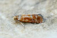 Rhyacionia buoliana