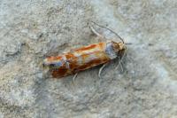 Rhyacionia buoliana