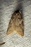 Cnephasia