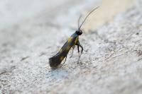 Euspilapteryx auroguttella