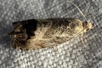Cydia splendana