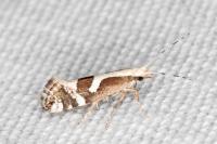 Eidophasia syenitella