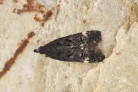 Dichomeris alacella