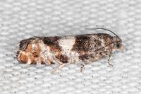 Epinotia rubiginosana