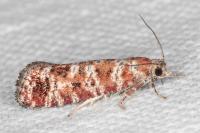 Rhyacionia pinivorana/miniatana