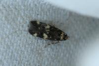 Oegoconia novimundi