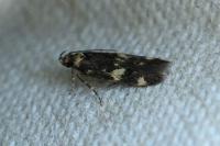 Oegoconia novimundi